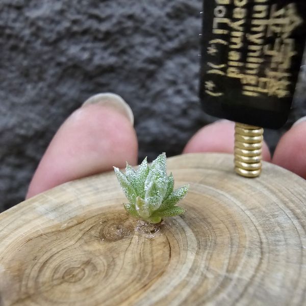 長莖小型 × 金字塔/Tillandsia ionantha v. vanhyningii Small Form × ionantha Pyramid 