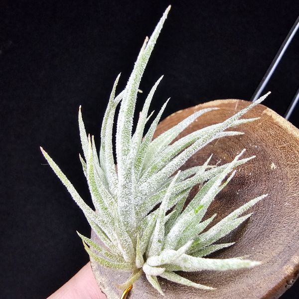 New~小矮人精靈×雞爪(精靈爪?)/Tillandsia ionantha Enano(Tropiflora) × glabrior~熱帶'小矮人精靈'與銀葉質感的'雞爪'交種，有點奇葩XD~叢生滿美、毛毛的~ 