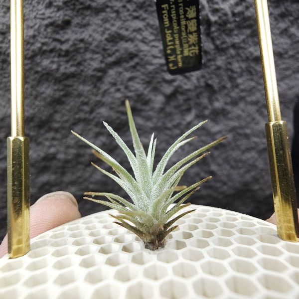 R燒×薄變紫花/Tillandsia roseifolia(正R燒)×Tillandsia gardneri var. rupicola (TF) 