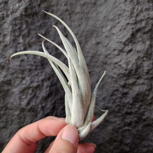 卡溫斯基/Tillandsia karwinskyana large 