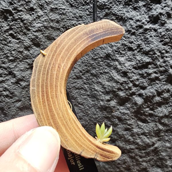 吉利/Tillandsia gilliesii forma major 