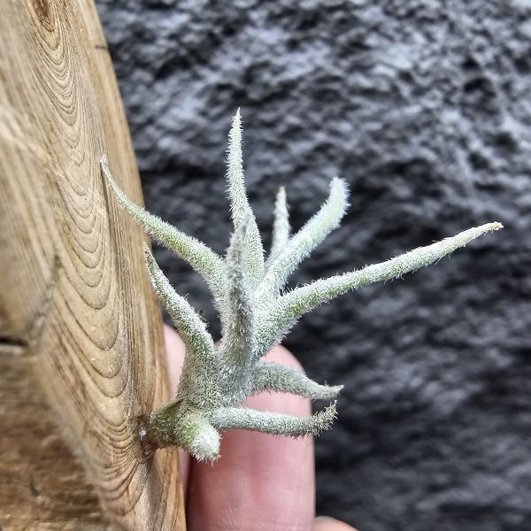 Tillandsia balsasensis(Europe)歐洲正確的巴爾薩斯，少見流通。 