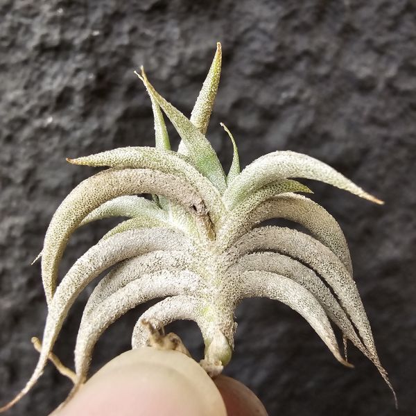 燕子minor(雙芽)/Tillandsia gilliessii minor 