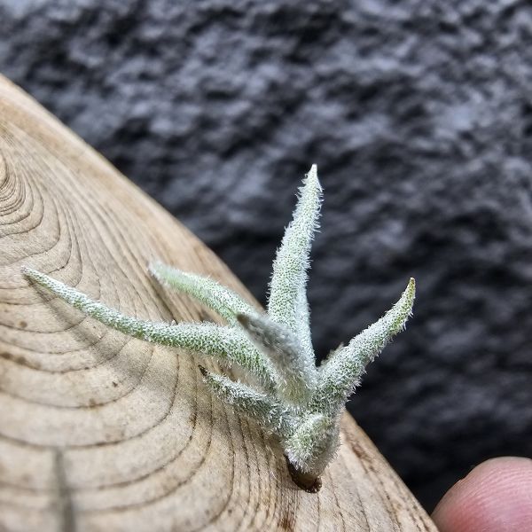 Tillandsia balsasensis(Europe)歐洲正確的巴爾薩斯，少見流通。 