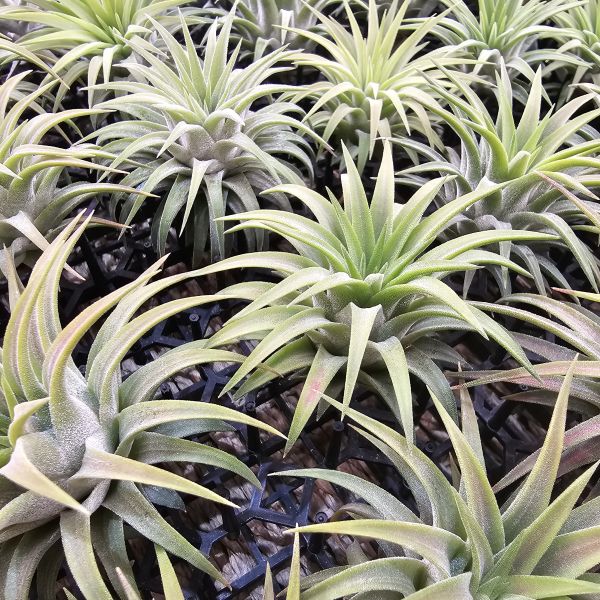 厄瓜多小精靈(選拔)不挑株都很美！/Tillandsia ionantha Ecuador~葉片較厚實 