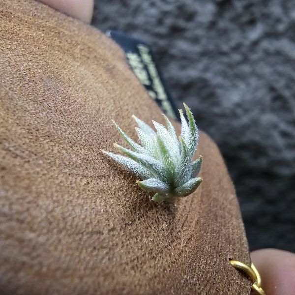蘿莉(雨林)/Tillandsia loliacea(RFI) 