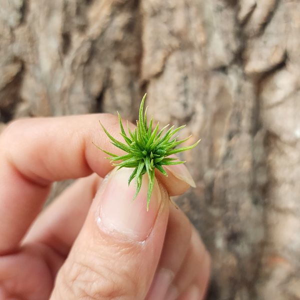 紫羅蘭-泰迪熊(小叢)/Tillandsia Aeranthos Teddy Bear 