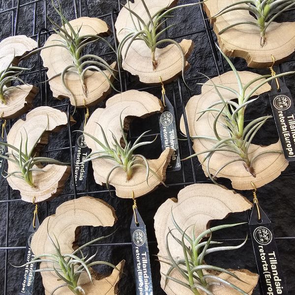 Tillandsia retorta(Europe)不挑株！ 