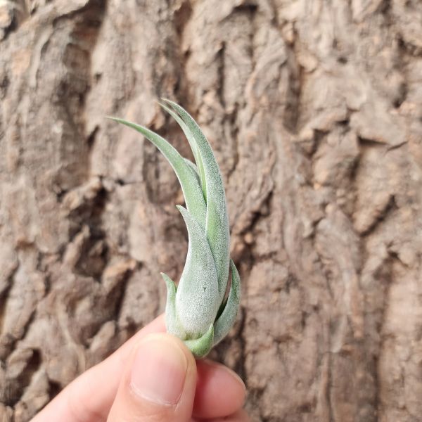 象牙玉墜子-小/Tillandsia Circinatta 