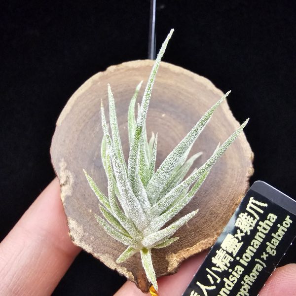 New~小矮人精靈×雞爪(精靈爪?)單株/Tillandsia ionantha Enano(Tropiflora) × glabrior~熱帶'小矮人精靈'與銀葉質感的'雞爪'交種，有點奇葩XD~叢生滿美、毛毛的~ 