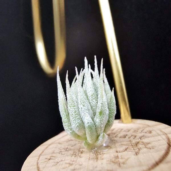 歐洲榛果/Tillandsia ionantha Hazelnut (Europe) 