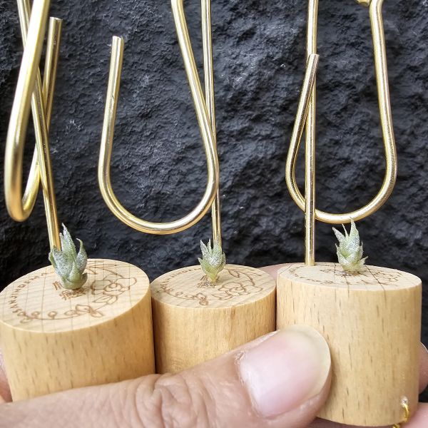(新品)Tillandsia Humilis v. Simplex(Europe)~歐洲來源少見小型毛毛的品種，不挑株~ 