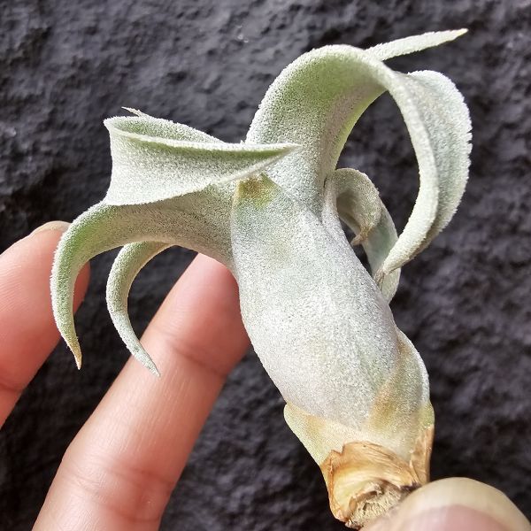 香檳×電捲(早期)/Tillandsia chiapensis × streptophllya 