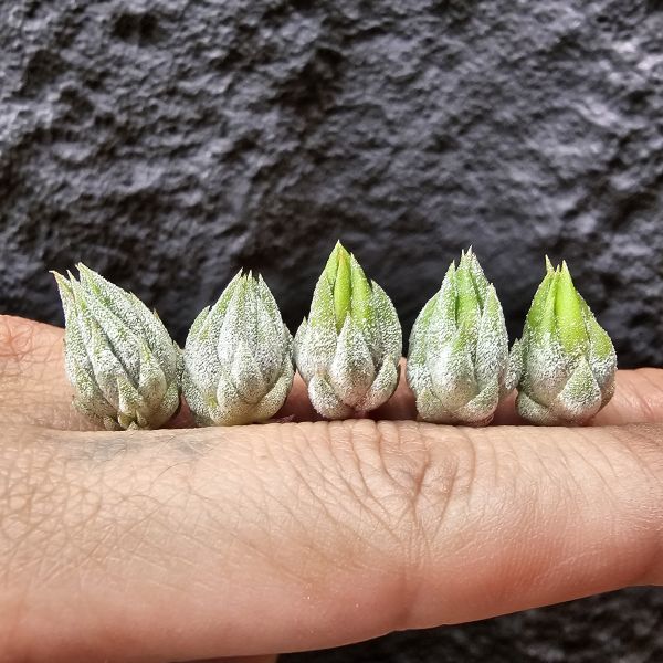 雨林AP小精靈(不挑株品項皆可愛)Tillandsia ionantha apretado(RFI) 