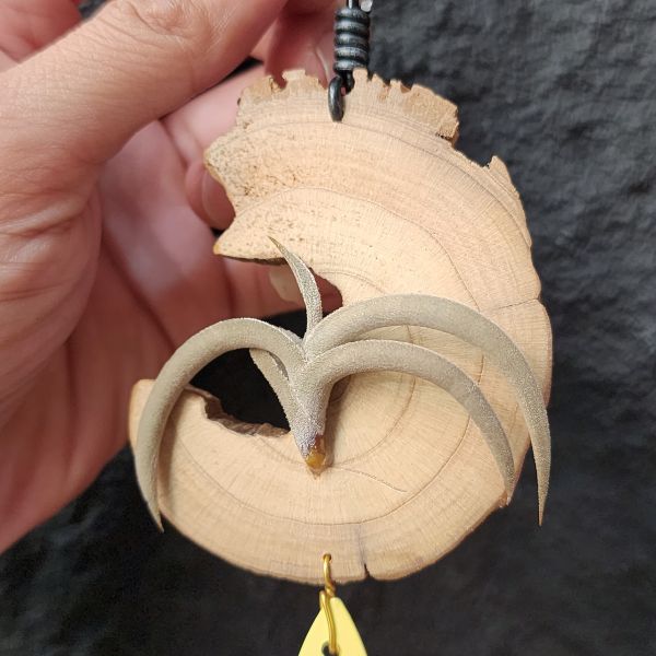 特內布拉(甜不辣)/Tillandsia Tenebra 