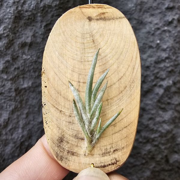 歐洲卡畢/Tillandsia capillaris(Europe) 
