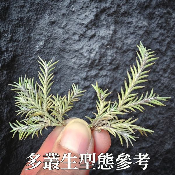 卡畢小型(圖二可參考成長型態)Tillandsia capillaris 