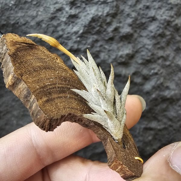布雷爾利托西斯/Tillandsia brealitoensis 