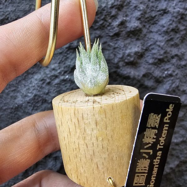 圖騰小精靈/Tillandsia ionantha Totem Pole 