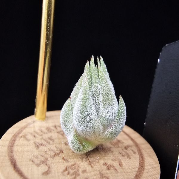 花生米小精靈(選)/Tillandsia ionantha peanut~圖四母株參照 