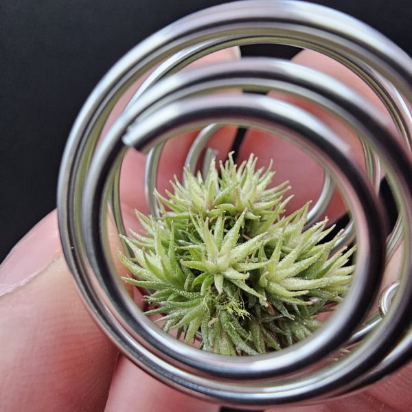 草皮鳳實生球(不挑株)/Tillandsia tricholepis seedling~含可吊掛，不鏽鋼彈簧球！ 