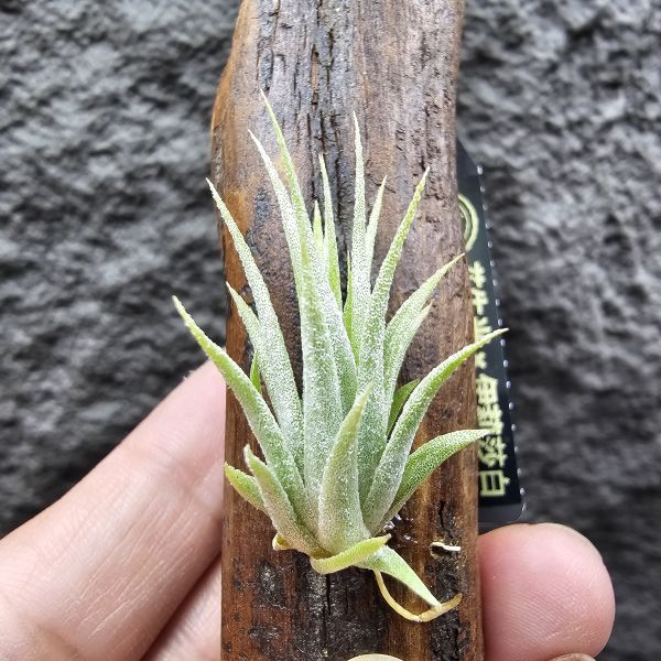 花生米×伊莉莎白(上木材，黃連木)/Tillandsia ionantha peanut × elizabethiae 