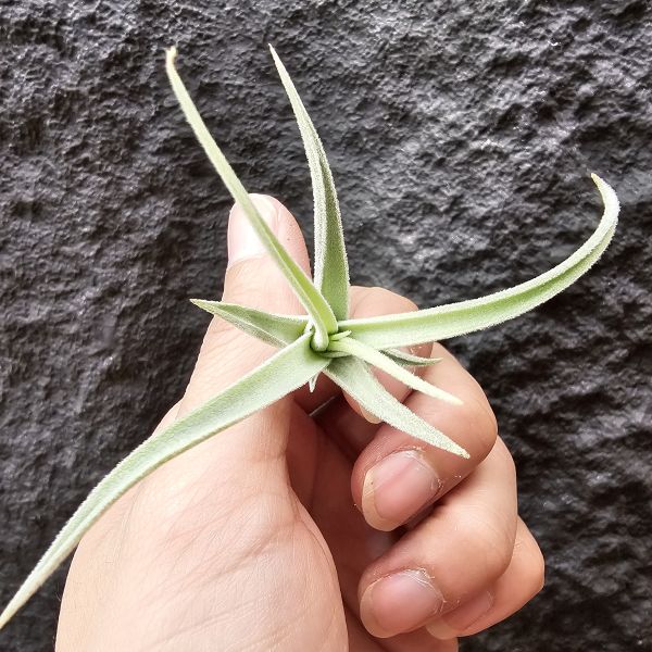 銀冰/Tillandsia chiletensis 