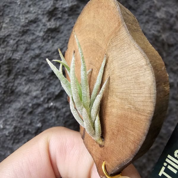 Tillandsia kirschnekii 紫花原生種 