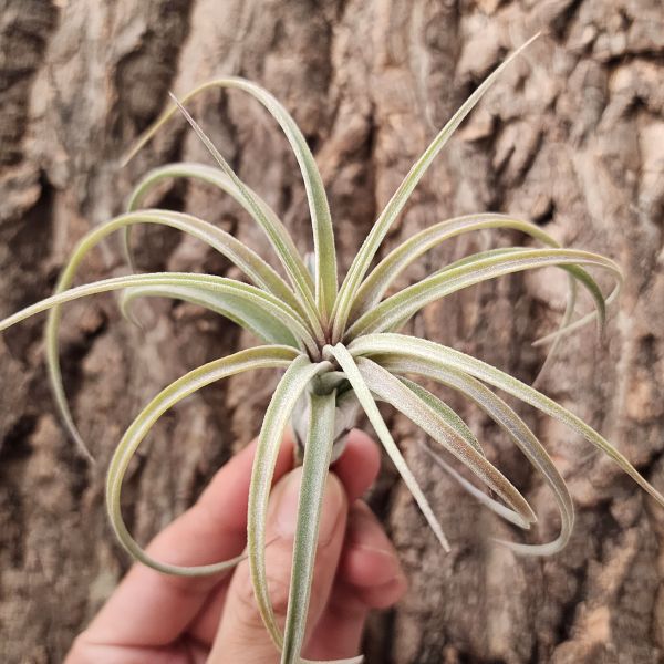 歡樂跳耀(RFI)/Tillandsia Jumping for Joy 