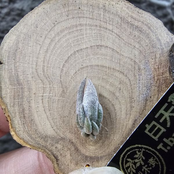 白天鵝×赤兔(新品)/Tillandsia barfussii × edithae~From JoLi 