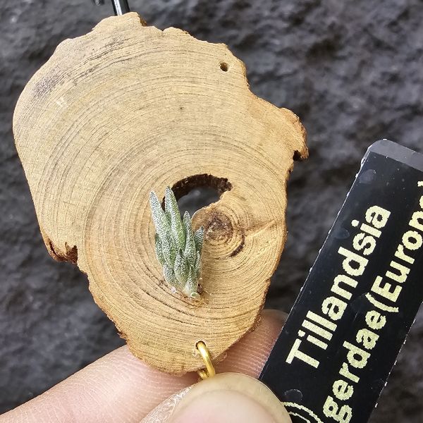 gerdae~玻利維亞小型特有種(紫色瓣狀花)/Tillandsia gerdae 
