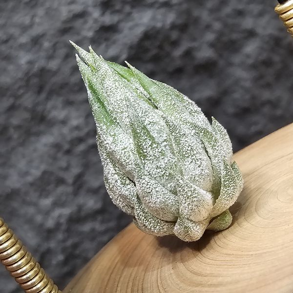 歐洲榛果(特殊)Tillandsia ionantha Hazelnut (Europe)~來源歐洲玩家、早期由一株栽培的後代芽、植株相當肉感、成株比起常見歐榛大 