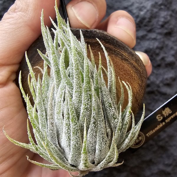 S燒(大尺寸)/Tillandsia Sprengeliana 