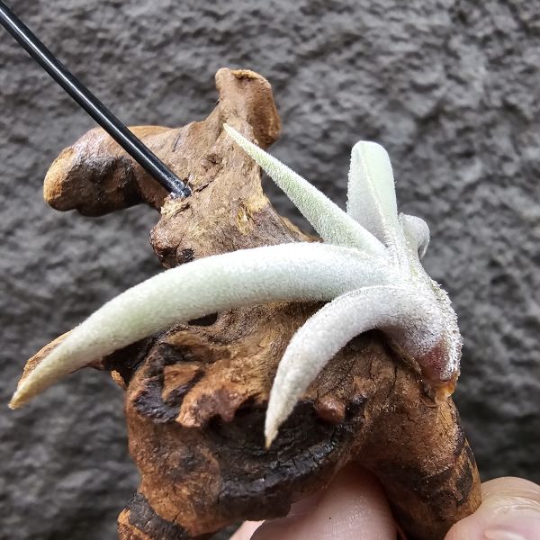 甜不辣/Tillandsia tenebra(Argentina) 