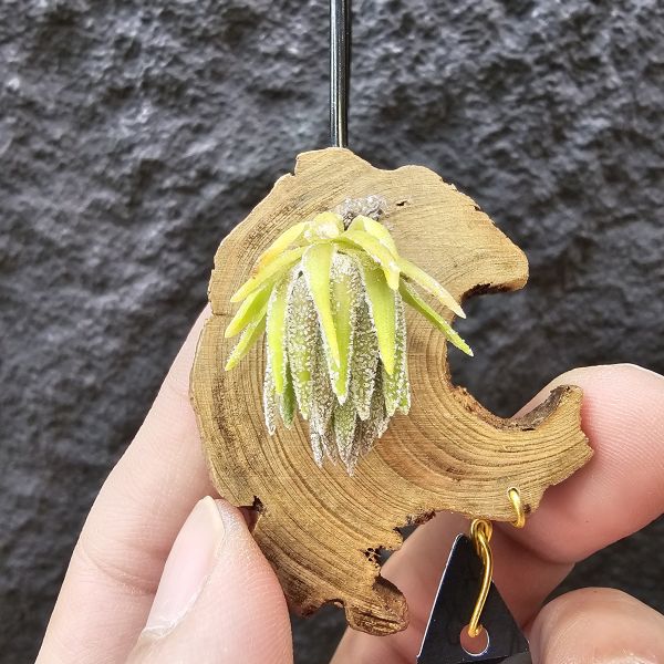 T燒-歐洲/Tillandsia Thiekenii (Europe)~販售品項皆為台灣環境訓養久矣~基本上是相當好照顧~養不好要檢視個人環境！ 