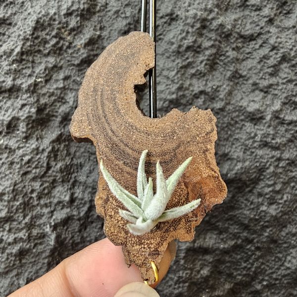 毛腸/Tillandsia santiagoensis 