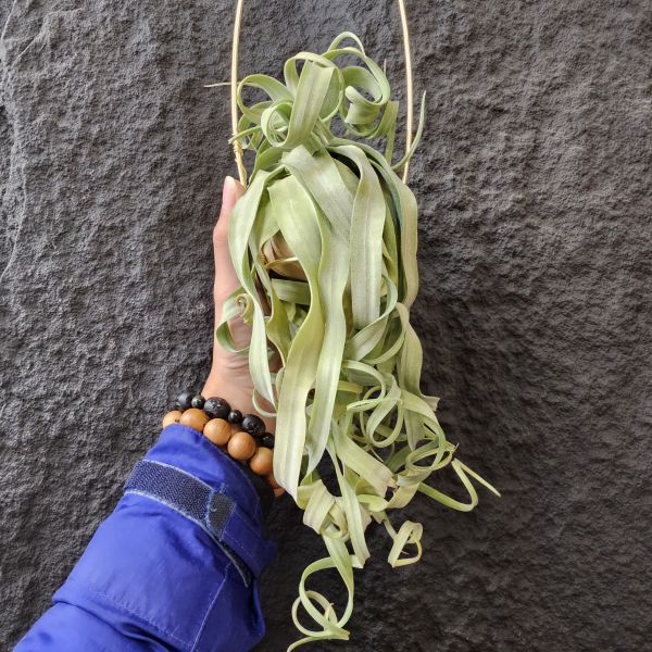 長葉電捲(不含吊架)/Tillandsia streptophylla~露養植株多少有正常耗葉!完美主義請勿下單! 