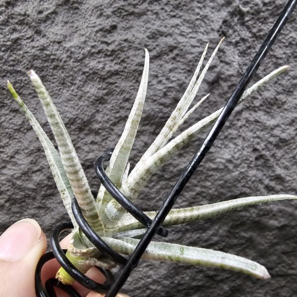 老虎(稀)/Tillandsia Holm's Tiger~台灣沒幾隻的老虎~有點葉傷特價，這價格很優惠！花時間養漂亮~ 
