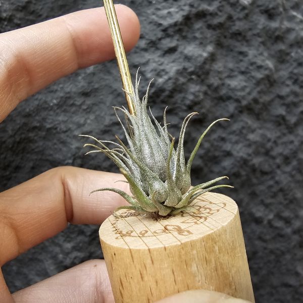 K燒(實生植株邊養會有增生芽)/Tillandsia kautskyi 