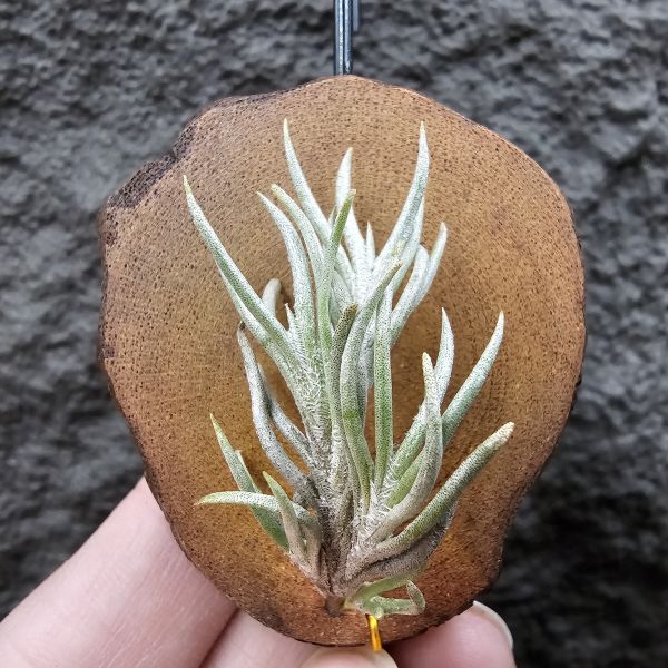 阿根廷卡畢/Tillandsia capillaris(Argentina) 