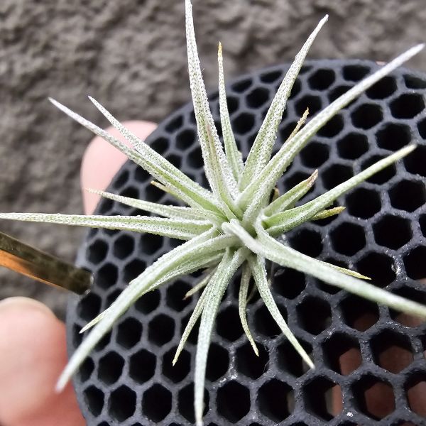 熱帶紫薄變 × R燒(From JoLi)/Tillandsia roseifolia × Tillandsia gardneri var. rupicola (TF) 