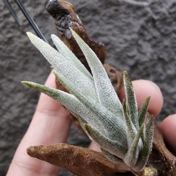 初戀(歐洲阿Q)長這個尺寸是要時間的！/Tillandsia arequitae(Europe) 