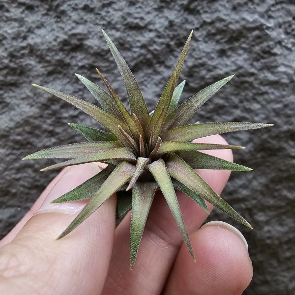 巧克力小精靈(不小顆)/Tillandsia ionantha 