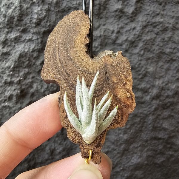 毛腸/Tillandsia santiagoensis 