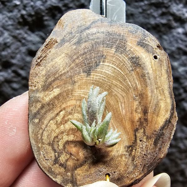 Muhriae~法國原生種/Tillandsia Muhriae(Europe) 