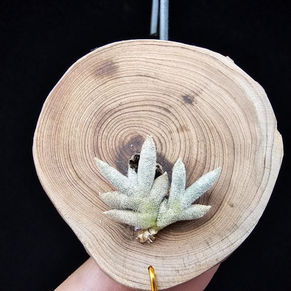 卡畢拉瑞斯(玫瑰)Tillandsia capillaris Rose Flower 
