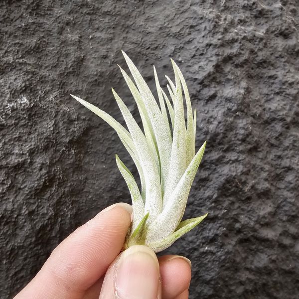 斜角巷/Tillandsia plagiotropica 