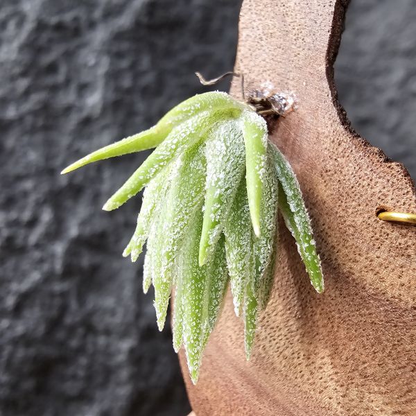 T燒-歐洲/Tillandsia Thiekenii (Europe) 