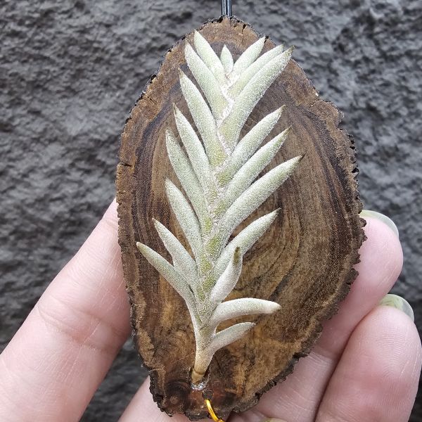 Tillandsia capillaris(Europe)~歐洲卡畢、植株不小未見過開花的型態。 