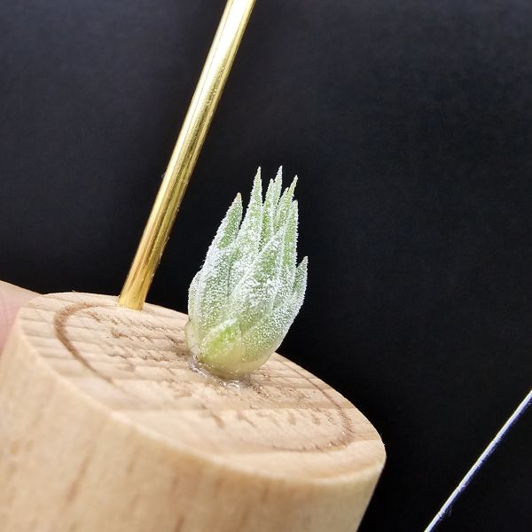 花生米早期×雨林AP/Tillandsia ionantha Peanut × ionantha Apretado(RFI) 